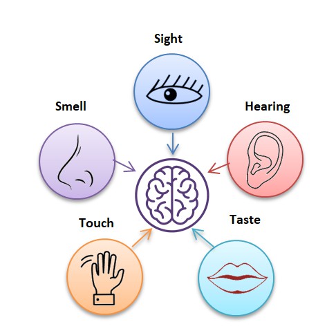 Sensory Differences – CAMHS